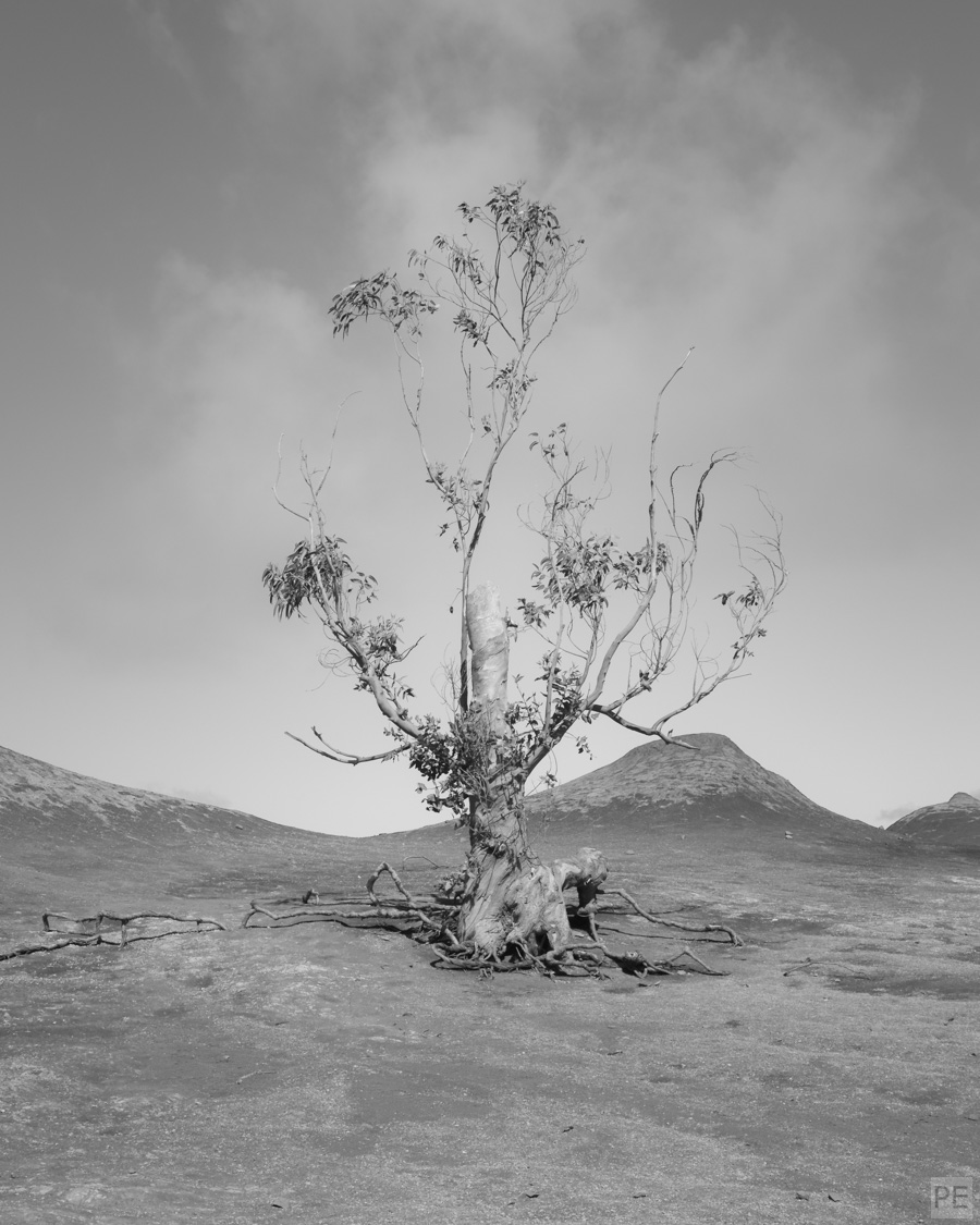 Wüste Baum